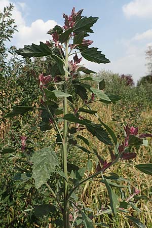 Chenopodium x reynieri \ Hybrid-G�nsefu� / Hybrid Goosefoot, D Werne 23.8.2018
