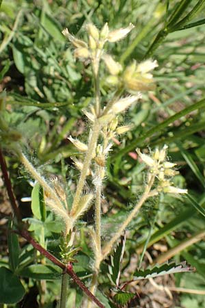 Cerastium glomeratum \ Kn�uel-Hornkraut / Sticky Mouse-Ear, D Ketsch 21.5.2020