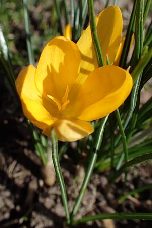 Crocus ancyrensis \ Ankara-Krokus / Ankara Crocus, D Ludwigshafen 8.3.2021