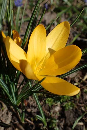 Crocus ancyrensis \ Ankara-Krokus / Ankara Crocus, D Ludwigshafen 8.3.2021