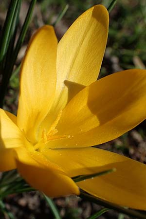 Crocus ancyrensis \ Ankara-Krokus / Ankara Crocus, D Ludwigshafen 8.3.2021
