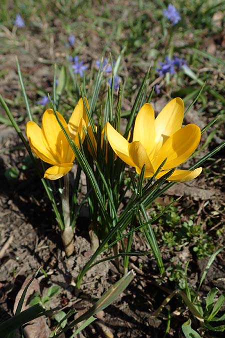 Crocus ancyrensis \ Ankara-Krokus / Ankara Crocus, D Ludwigshafen 8.3.2021