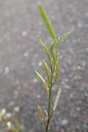Cardamine hirsuta \ Vielst�ngeliges Schaumkraut, Behaartes Schaumkraut, D Heidelberg 22.4.2016