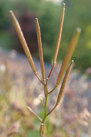 Cardamine hirsuta \ Vielst�ngeliges Schaumkraut, Behaartes Schaumkraut, D Mannheim 2.5.2016