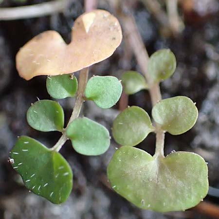 Cardamine hirsuta \ Vielst�ngeliges Schaumkraut, Behaartes Schaumkraut, D Mannheim 6.3.2017