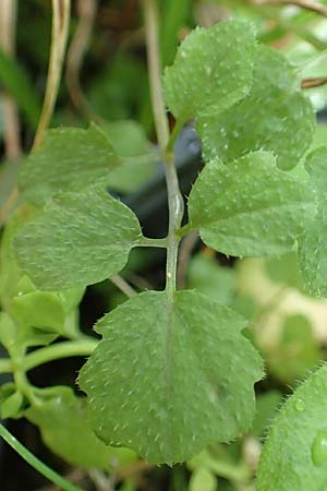 Cardamine hirsuta \ Vielst�ngeliges Schaumkraut, Behaartes Schaumkraut, D Mannheim 12.8.2017
