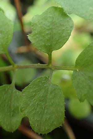 Cardamine hirsuta \ Vielst�ngeliges Schaumkraut, Behaartes Schaumkraut, D Mannheim 12.8.2017