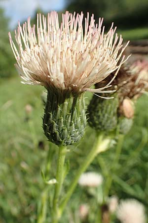 Cirsium x rigens, Short-Stem Thistle Hybrid