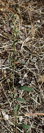 Chenopodium striatiforme \ Kleinbl�ttriger G�nsefu� / False Striped Goosefoot, D Mannheim 17.9.2017