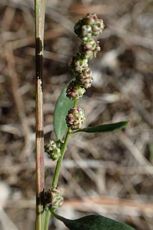 Chenopodium striatiforme \ Kleinbl�ttriger G�nsefu� / False Striped Goosefoot, D Mannheim 17.9.2017