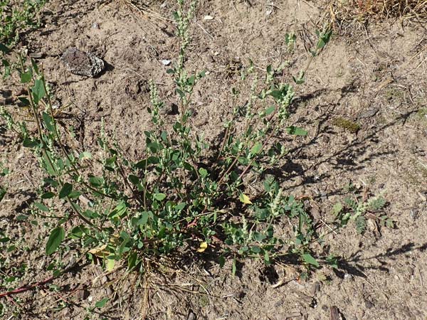 Chenopodium striatiforme \ Kleinbl�ttriger G�nsefu� / False Striped Goosefoot, D Mannheim 17.9.2017