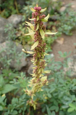 Chenopodium rubrum \ Roter G�nsefu� / Red Goosefoot, D Wei&szlig;enthurm-Kaltenengers 27.9.2017