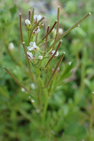 Cardamine occulta \ Japanisches Reisfeld-Schaumkraut, D Insel Reichenau, Oberzell 25.4.2018