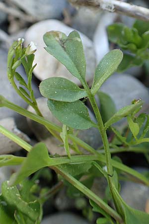 Cardamine occulta \ Japanisches Reisfeld-Schaumkraut, D Insel Reichenau, Oberzell 25.4.2018