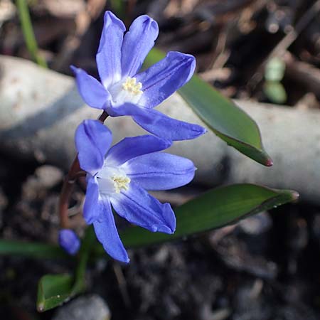 Scilla sardensis \ Sardes-Schneeglanz, Dunkle Sternhyazinthe / Sardes Glory of the Snow, D Ludwigshafen 24.3.2021