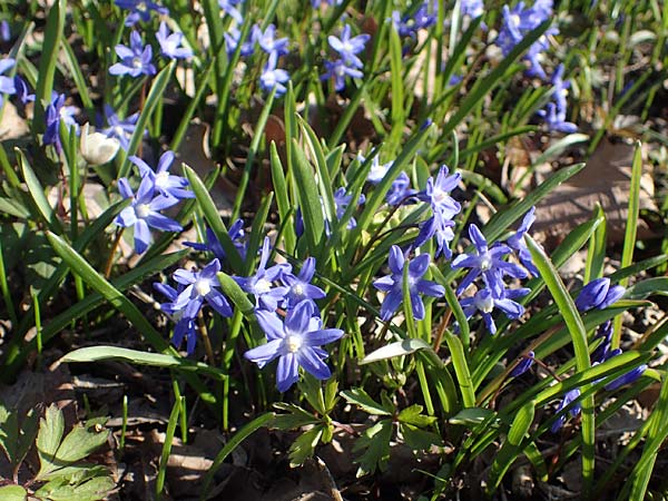 Scilla sardensis \ Sardes-Schneeglanz, Dunkle Sternhyazinthe / Sardes Glory of the Snow, D Ludwigshafen 24.3.2021