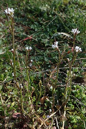 Cardamine hirsuta, Hairy Moss
