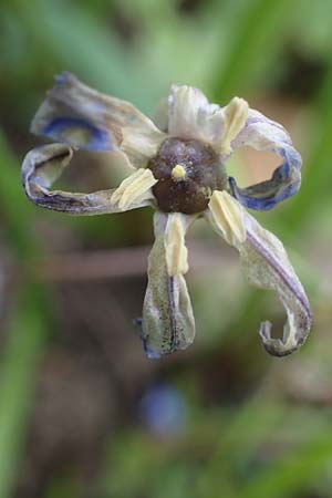 Scilla luciliae x siehei \ Hybrid-Sternhyazinthe / Hybrid Squill, D Ludwigshafen 7.4.2021