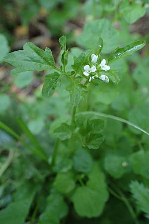Cardamine hirsuta \ Vielst�ngeliges Schaumkraut, Behaartes Schaumkraut, D Elmpt 6.9.2021