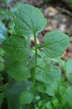 Cardamine hirsuta \ Vielst�ngeliges Schaumkraut, Behaartes Schaumkraut, D Elmpt 6.9.2021