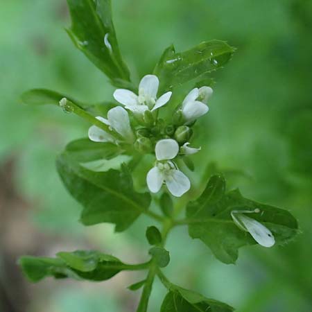 Cardamine hirsuta \ Vielst�ngeliges Schaumkraut, Behaartes Schaumkraut, D Elmpt 6.9.2021