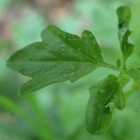 Cardamine hirsuta \ Vielst�ngeliges Schaumkraut, Behaartes Schaumkraut, D Elmpt 6.9.2021