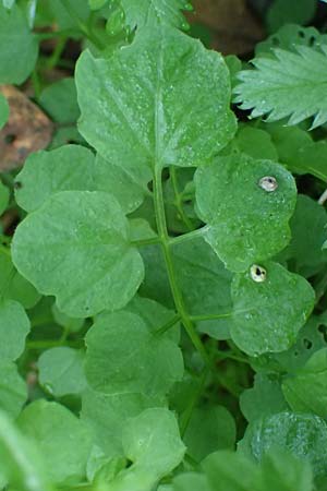 Cardamine hirsuta \ Vielst�ngeliges Schaumkraut, Behaartes Schaumkraut, D Elmpt 6.9.2021