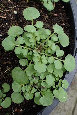 Cardamine hirsuta \ Vielst�ngeliges Schaumkraut, Behaartes Schaumkraut, D Mannheim 21.2.2022