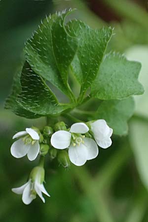 Cardamine hirsuta \ Vielst�ngeliges Schaumkraut, Behaartes Schaumkraut, D Mannheim 21.2.2022