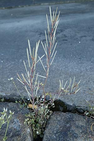 Cardamine hirsuta, Hairy Bitter-Cress