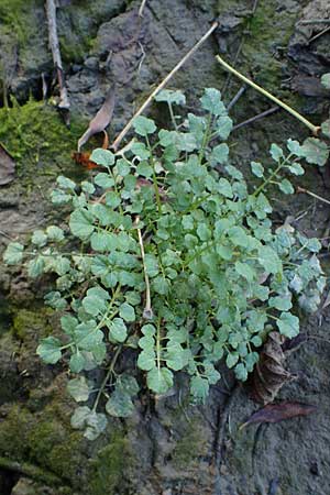 Cardamine hirsuta \ Vielst�ngeliges Schaumkraut, Behaartes Schaumkraut, D Mannheim 1.11.2022