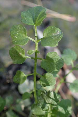 Cardamine hirsuta \ Vielst�ngeliges Schaumkraut, Behaartes Schaumkraut, D Mannheim 1.11.2022