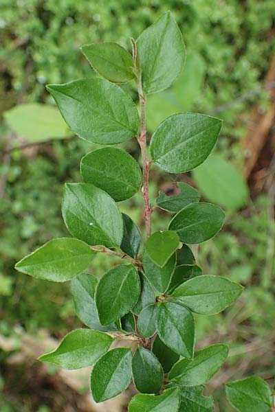 Cotoneaster horizontalis \ Korallenstrauch, F�chermispel / Wall Cotoneaster, D Sandhausen 14.5.2023