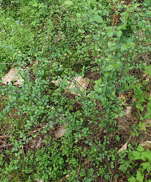 Cotoneaster horizontalis \ Korallenstrauch, F�chermispel / Wall Cotoneaster, D Sandhausen 14.5.2023