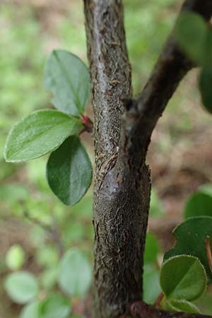 Cotoneaster horizontalis \ Korallenstrauch, F�chermispel / Wall Cotoneaster, D Sandhausen 14.5.2023