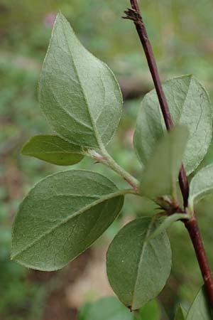 Cotoneaster horizontalis \ Korallenstrauch, F�chermispel / Wall Cotoneaster, D Sandhausen 14.5.2023