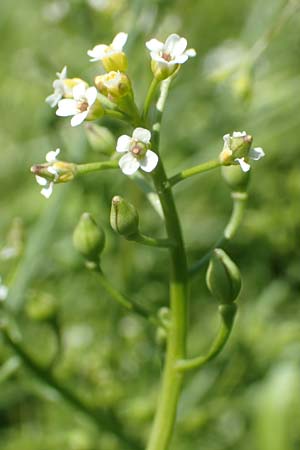 Calepina irregularis \ Wendich, Kalepine / White Ball-Mustard, D Mannheim 30.4.2019