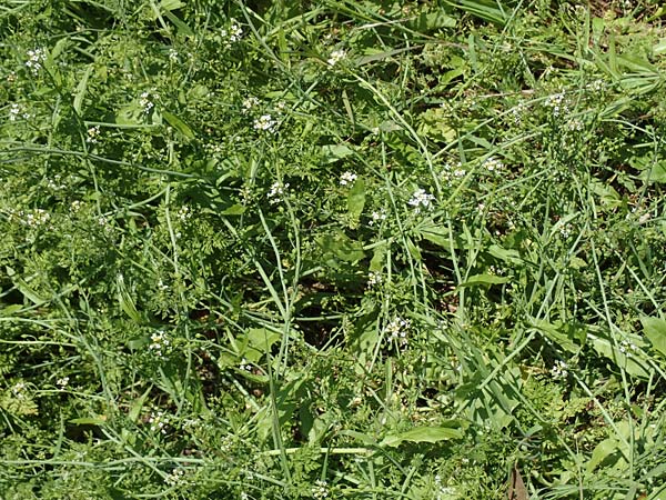 Calepina irregularis \ Wendich, Kalepine / White Ball-Mustard, D Mannheim 30.4.2019