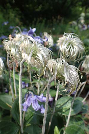 Clematis integrifolia \ Ganzbl�ttrige Waldrebe / Southern Clematis, D Botan. Gar. Krefeld 13.6.2019