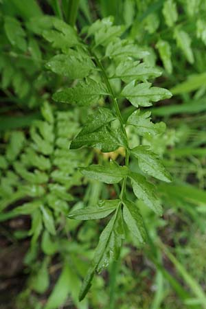 Cardamine impatiens \ Spring-Schaumkraut, D Mannheim 27.5.2021