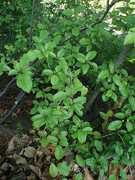 Chaenomeles speciosa \ Chinesische Zierquitte / Chinese Quince, D Karlsruhe 23.4.2025