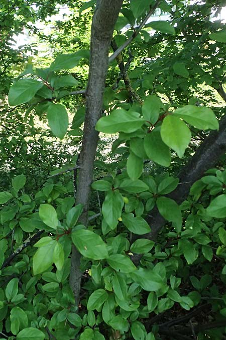 Chaenomeles speciosa \ Chinesische Zierquitte / Chinese Quince, D Karlsruhe 23.4.2025