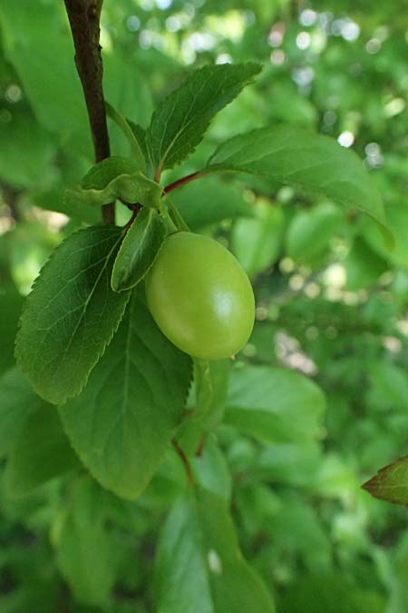 Chaenomeles speciosa \ Chinesische Zierquitte / Chinese Quince, D Karlsruhe 23.4.2025