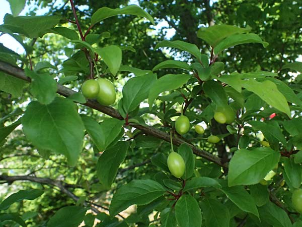 Chaenomeles speciosa \ Chinesische Zierquitte / Chinese Quince, D Karlsruhe 23.4.2025