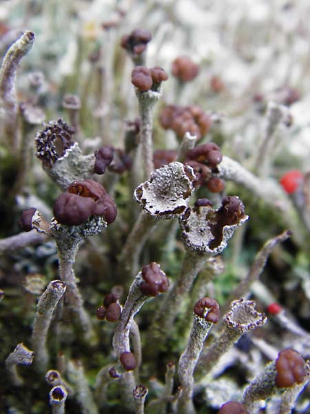 Cladonia floerkeana \ Rotfr�chtige Becher-Flechte / Red Pixie Cup, D Schwarzwald/Black-Forest, Kniebis 5.8.2015