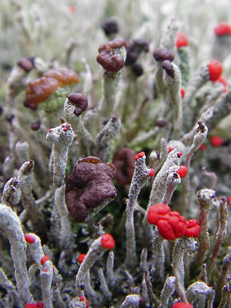 Cladonia floerkeana \ Rotfr�chtige Becher-Flechte / Red Pixie Cup, D Schwarzwald/Black-Forest, Kniebis 5.8.2015