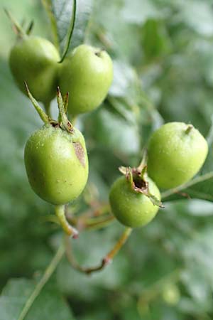 Crataegus x lavallei \ Lederbl�ttriger Wei�dorn, Apfeldorn / Lavalle Hawthorn, D Mannheim 18.8.2015