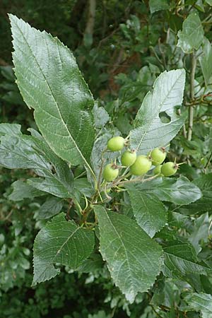 Crataegus x lavallei \ Lederbl�ttriger Wei�dorn, Apfeldorn / Lavalle Hawthorn, D Mannheim 18.8.2015