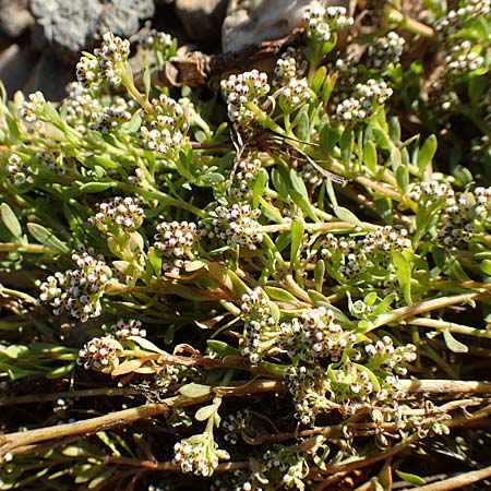 Corrigiola litoralis \ Hirschsprung / Strapwort, D Dresden 2.11.2015