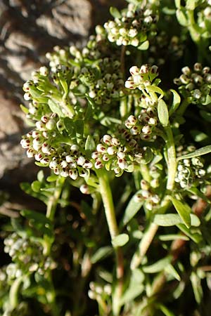 Corrigiola litoralis \ Hirschsprung / Strapwort, D Dresden 2.11.2015